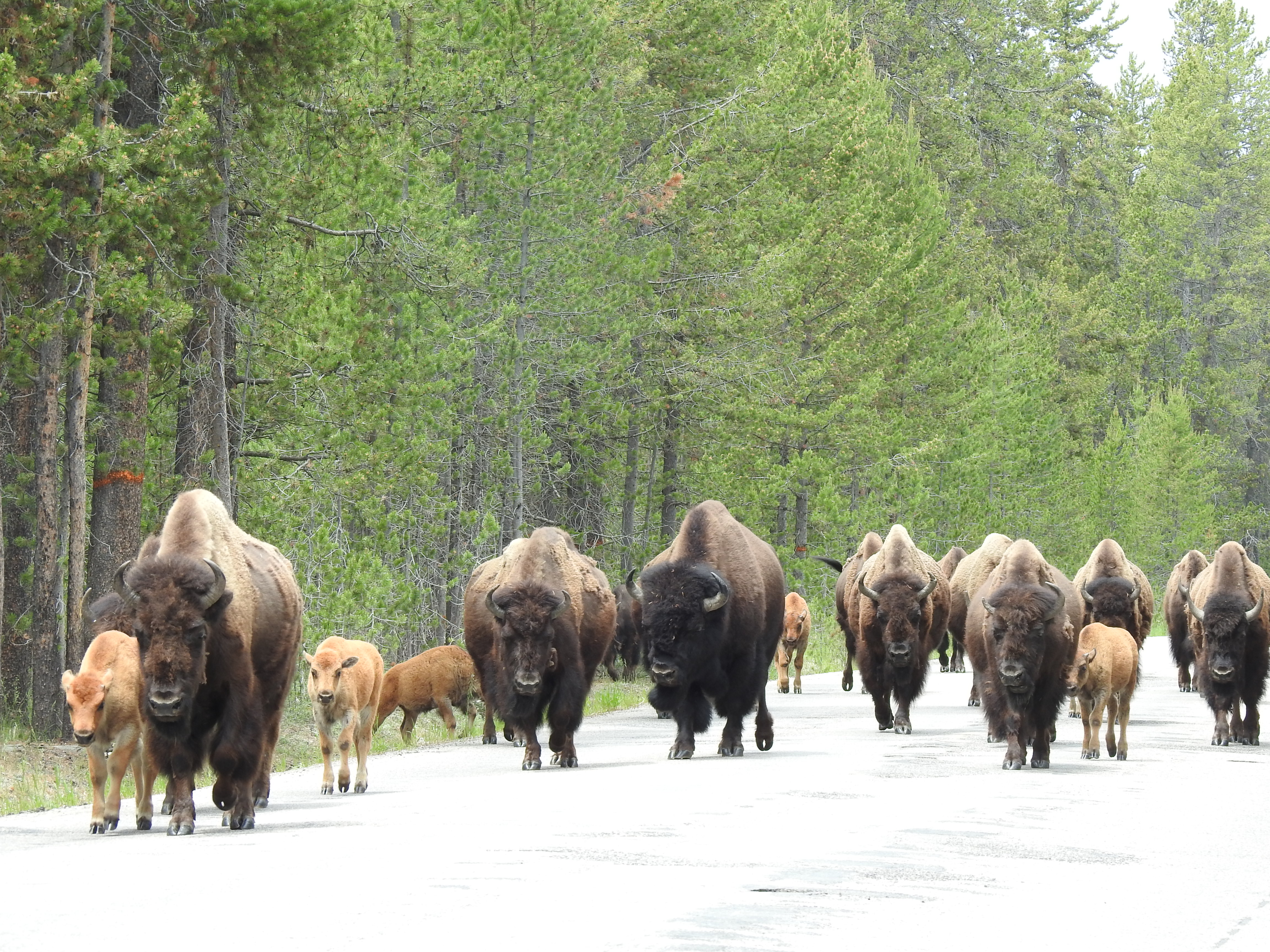 American bison grazing in Yellowstone National Park with mountains in background