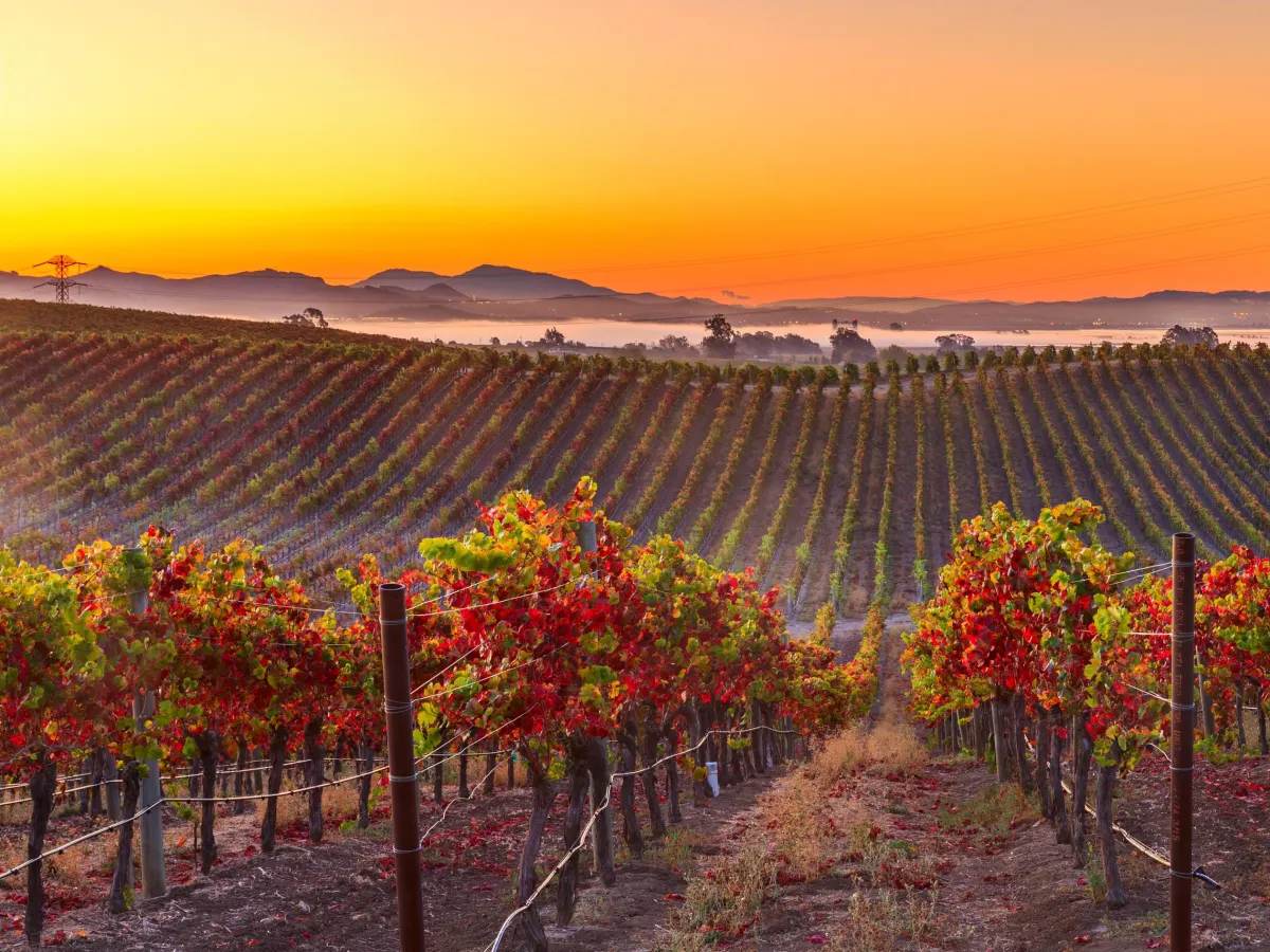 Napa Valley vineyards near St. Helena, California