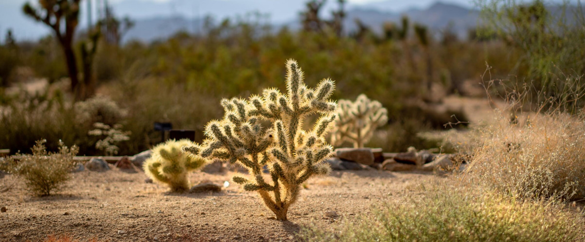 Sunset over Joshua Trees in the vast Mojave Desert