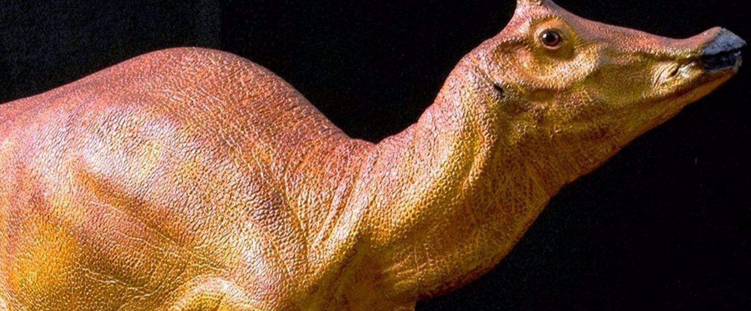 Artist's rendering of Augustynolophus morrisi, California's official state dinosaur