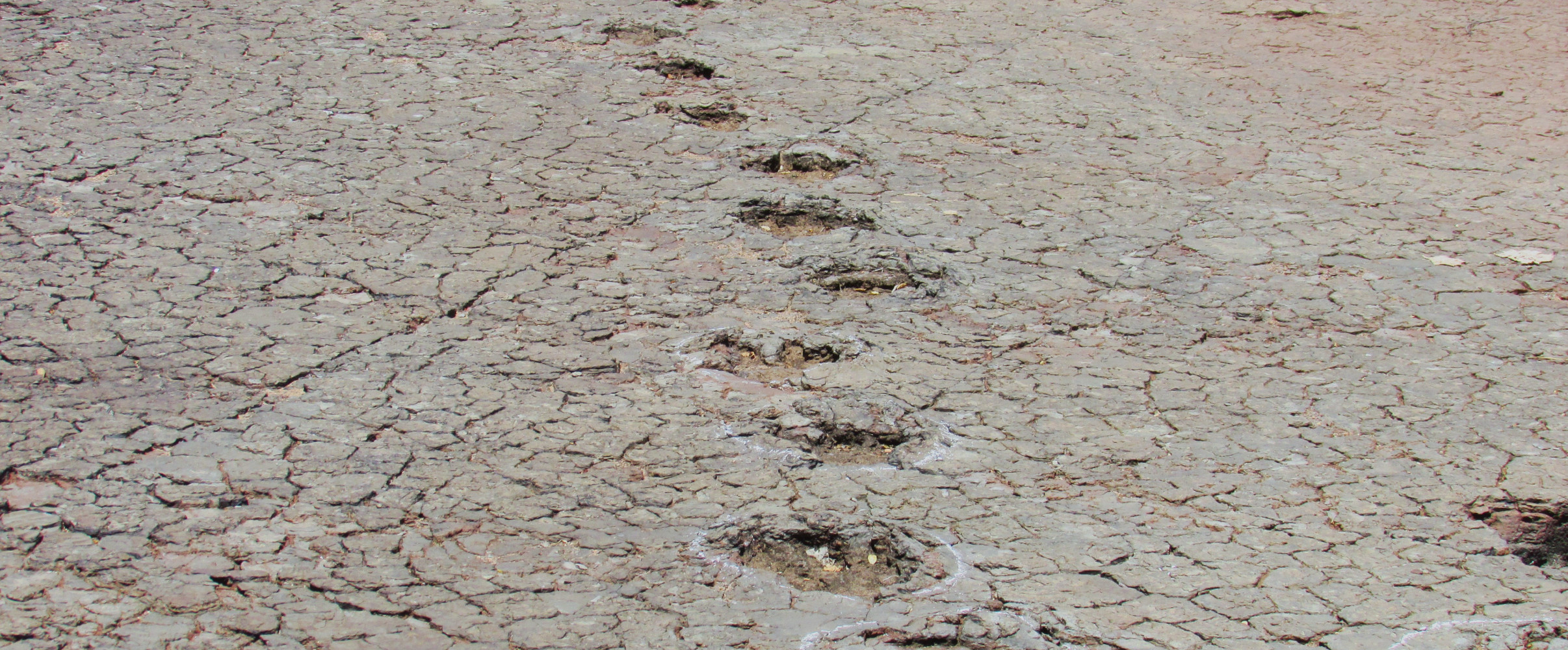 Ancient dinosaur footprints preserved in rock formation