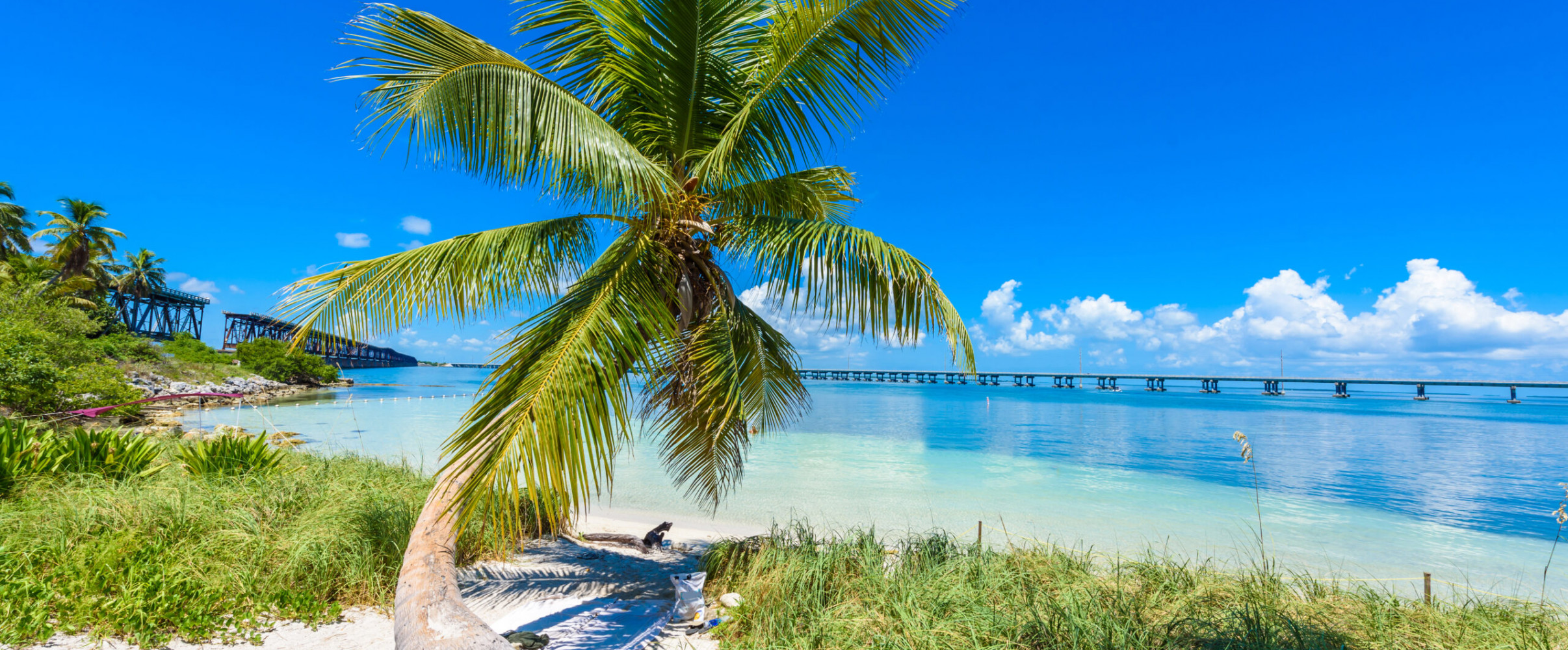 Florida sunshine beach palm trees Palm trees along a sunny Florida beach with clear blue sky