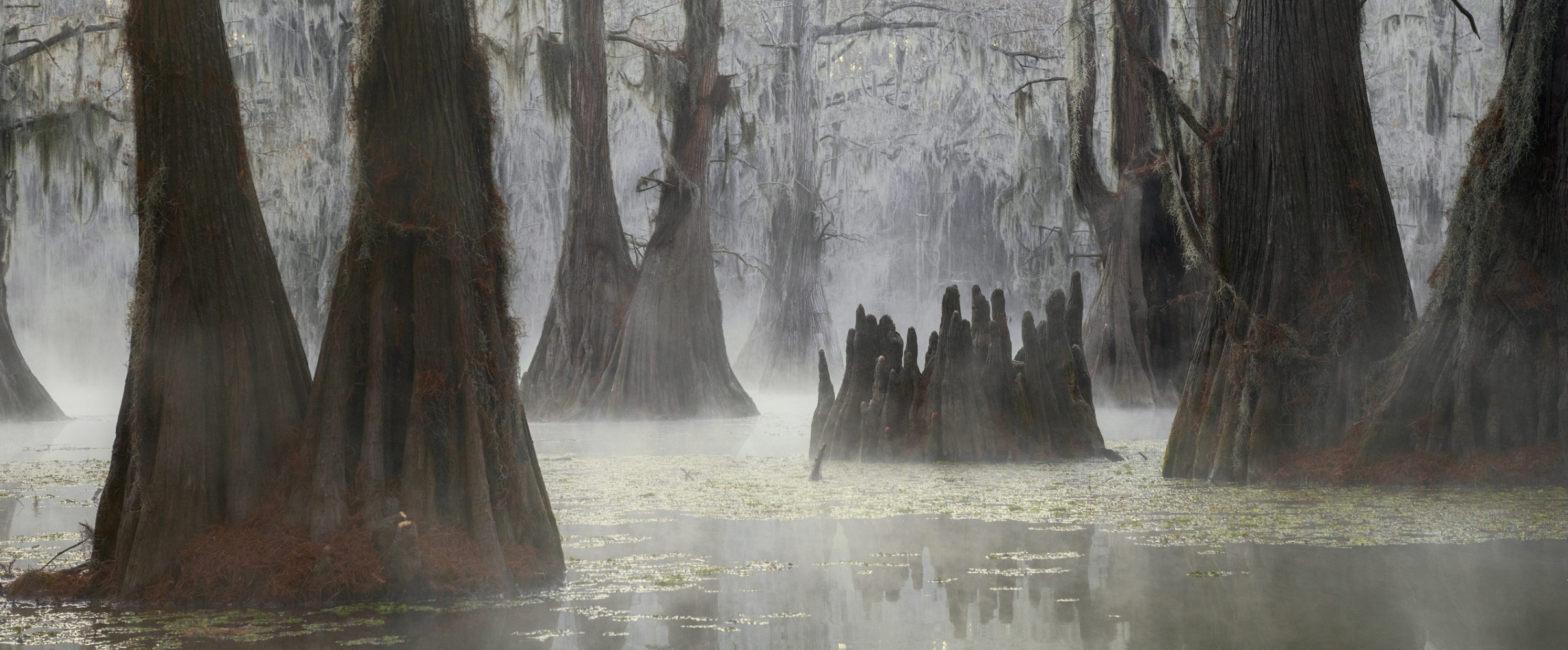 Scenic Louisiana bayou with cypress trees draped in Spanish moss reflecting in still water