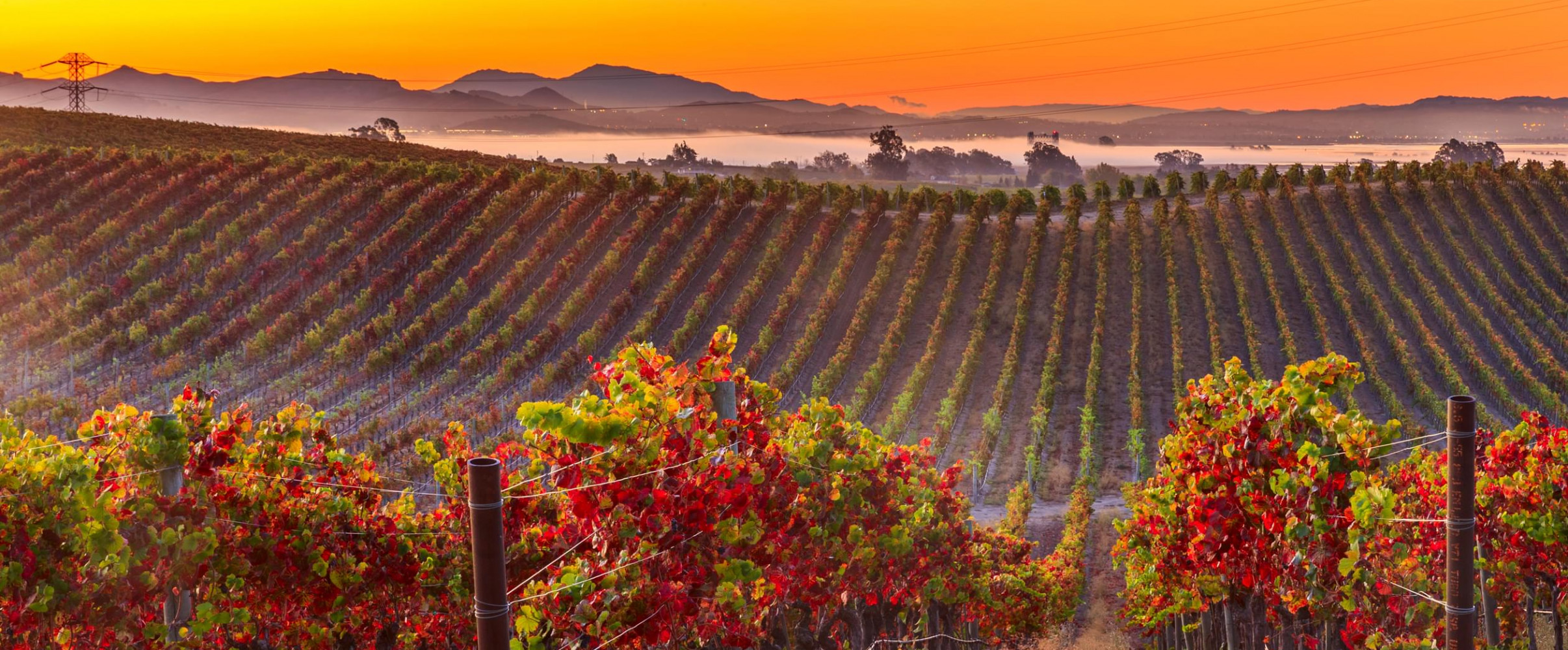California napa valley vineyards sunset Rolling vineyards at sunset in Napa Valley, California with mountains in background