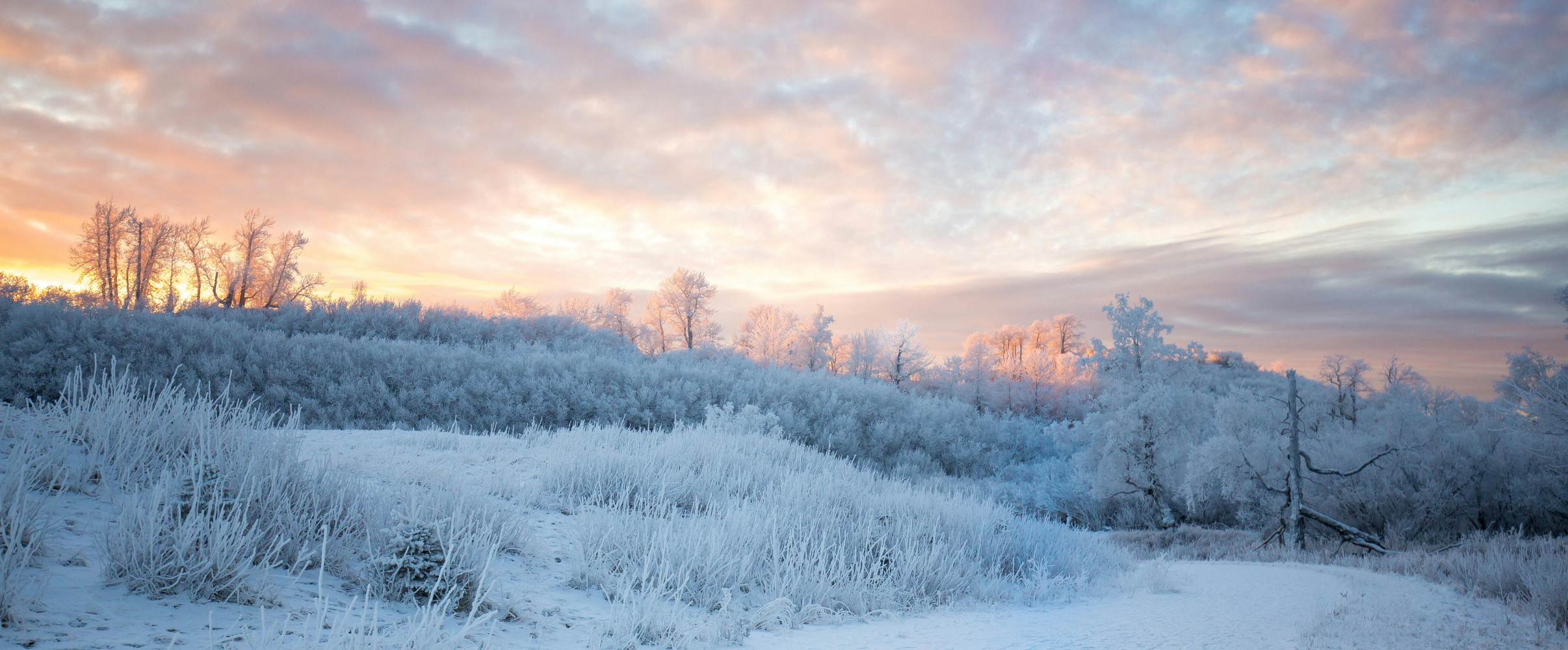 Snowy mountain landscape in Alaska with pine trees