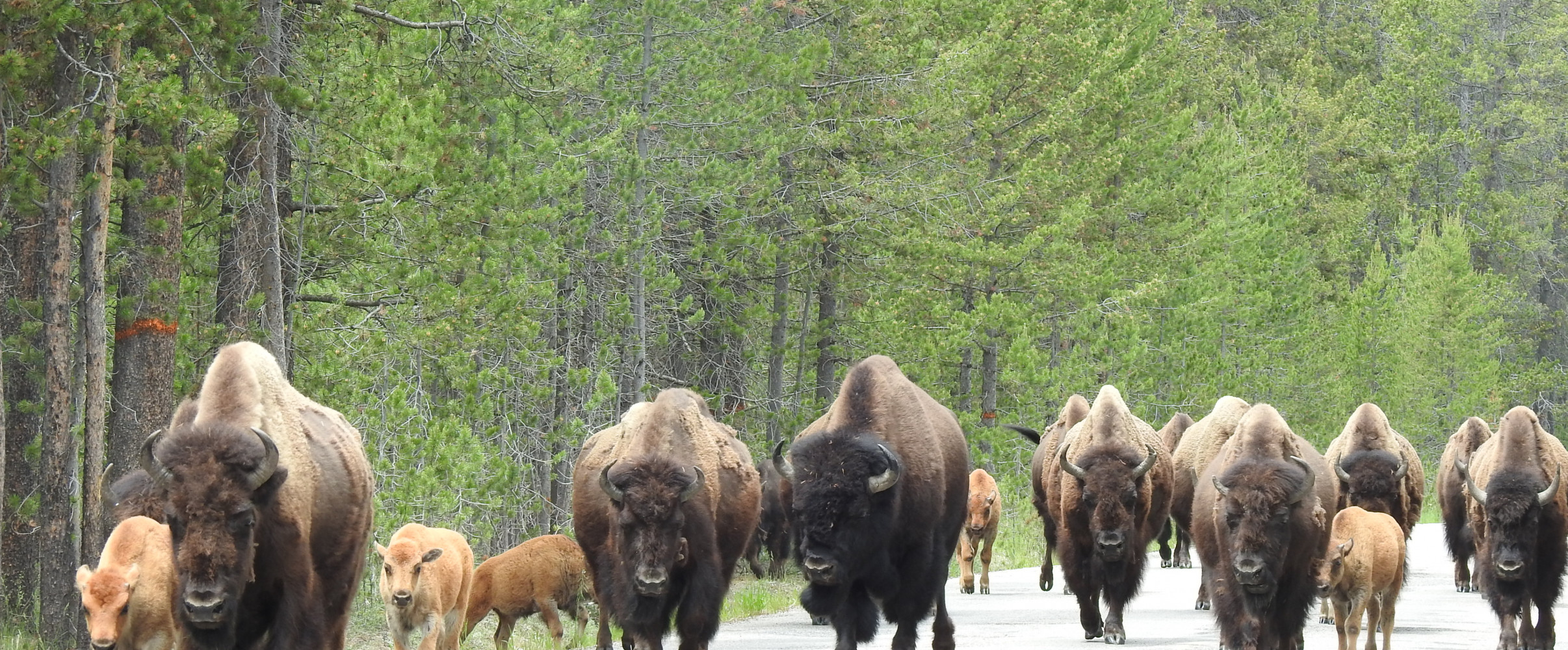 Yellowstone national park wildlife bison American bison grazing in Yellowstone National Park with mountains in background