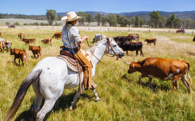 Cattle grazing on expansive Montana grasslands with mountains in background