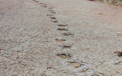 Ancient dinosaur footprints preserved in rock formation
