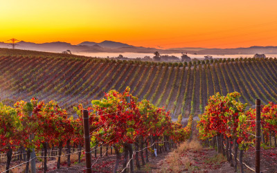 Rolling vineyards at sunset in Napa Valley, California with mountains in background