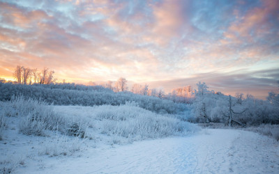Snowy mountain landscape in Alaska with pine trees