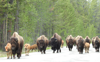 American bison grazing in Yellowstone National Park with mountains in background