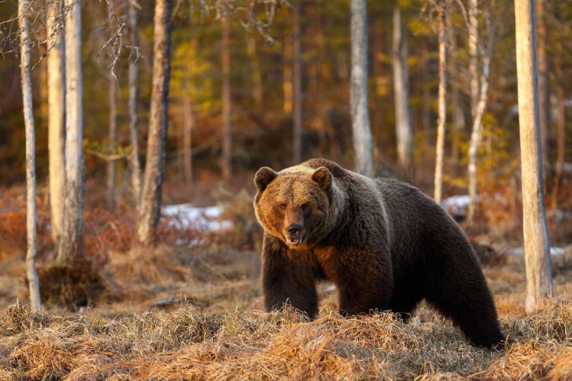 10 Most Dangerous Animals in America: Deadly Wildlife to Avoid