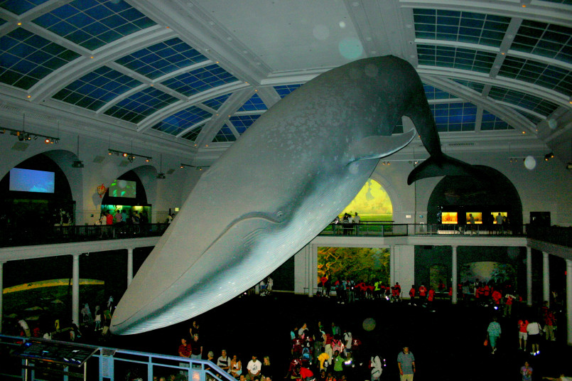 American Museum Natural History blue whale model The famous blue whale model suspended from the ceiling at the American Museum of Natural History