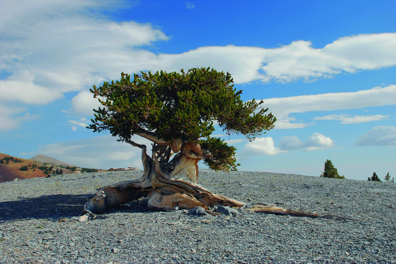 Ancient bristlecone pine Great Basin National Park Gnarled ancient bristlecone pine tree with twisted wood patterns against mountain backdrop in Great Basin National Park