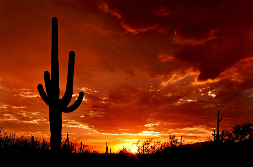Arizona desert landscape with saguaro cacti under bright sunshine