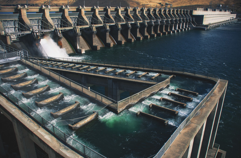 Salmon swimming up fish ladder at Bonneville Dam viewing window