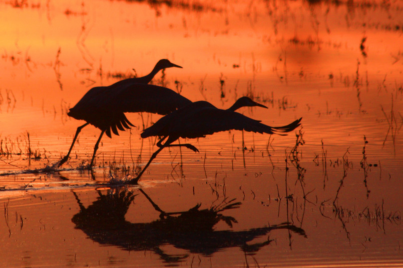 Bosque del apache sandhill cranes Large flock of sandhill cranes taking flight at sunset over wetlands at Bosque del Apache