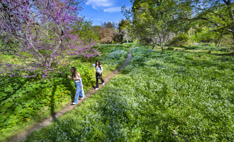 Visitor strolling along garden path surrounded by colorful flower beds