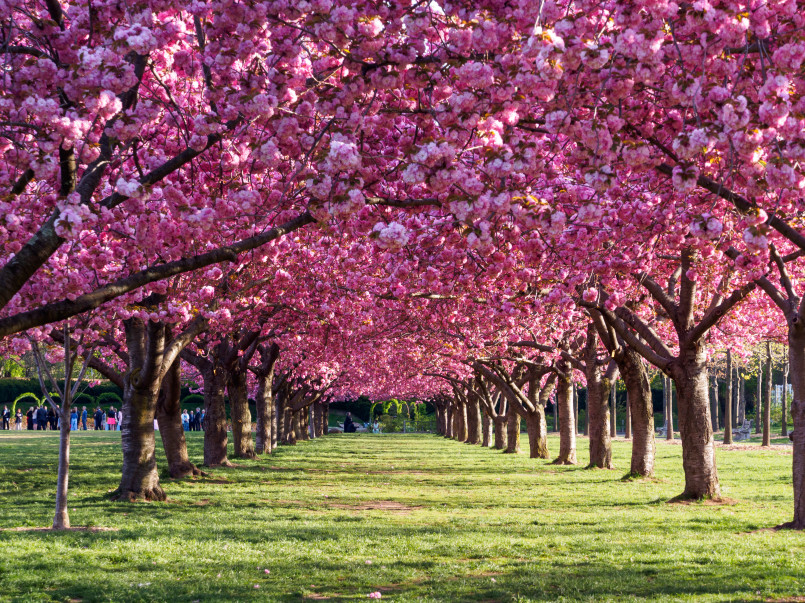 Pink cherry blossom trees in full bloom over pathway with visitors