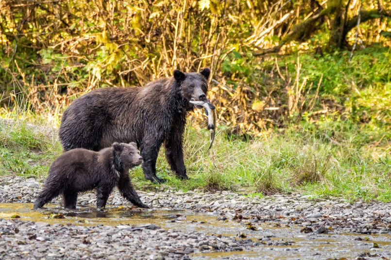 Brown bear catching salmon in a stream on Admiralty Island