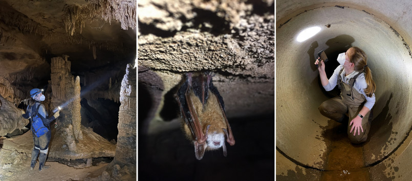 Cave conservation efforts white nose syndrome Researcher examining a bat for signs of white-nose syndrome in a cave conservation effort