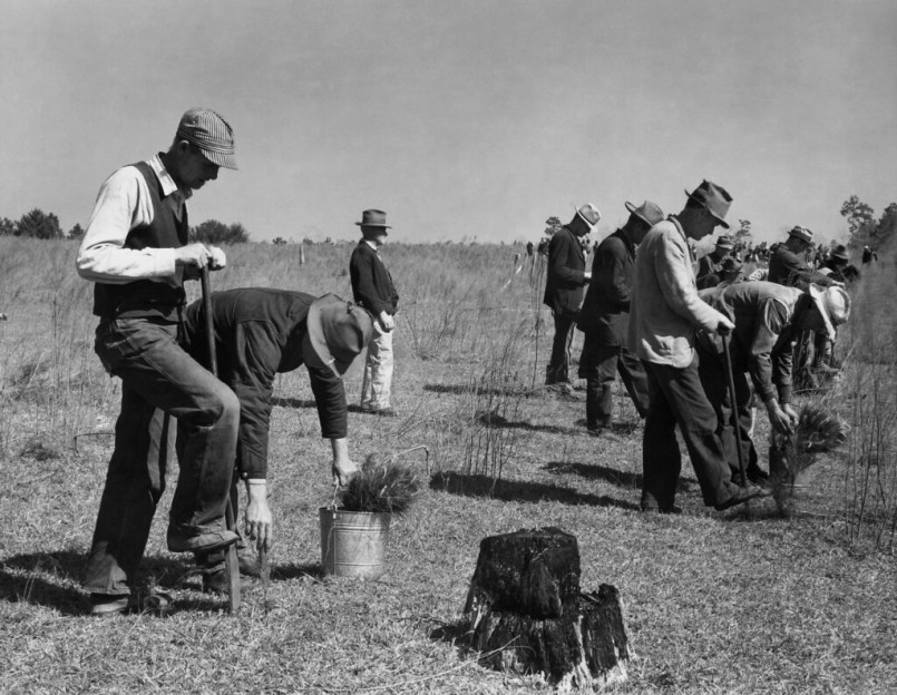 Civilian Conservation Corps workers planting trees as windbreaks during Dust Bowl reclamation efforts