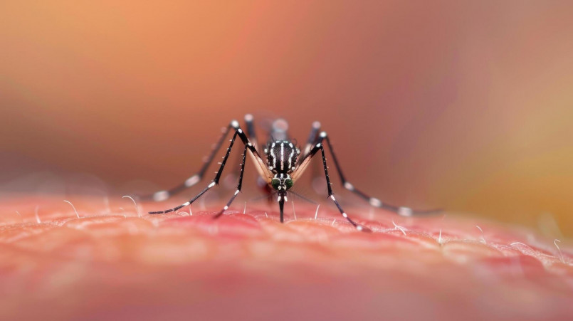 Close-up of a mosquito drawing blood from human skin