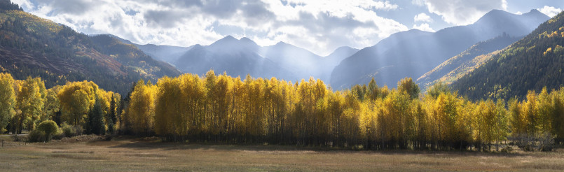Colorado aspen trees fall Golden aspen trees against blue sky and snow-capped mountains in Colorado
