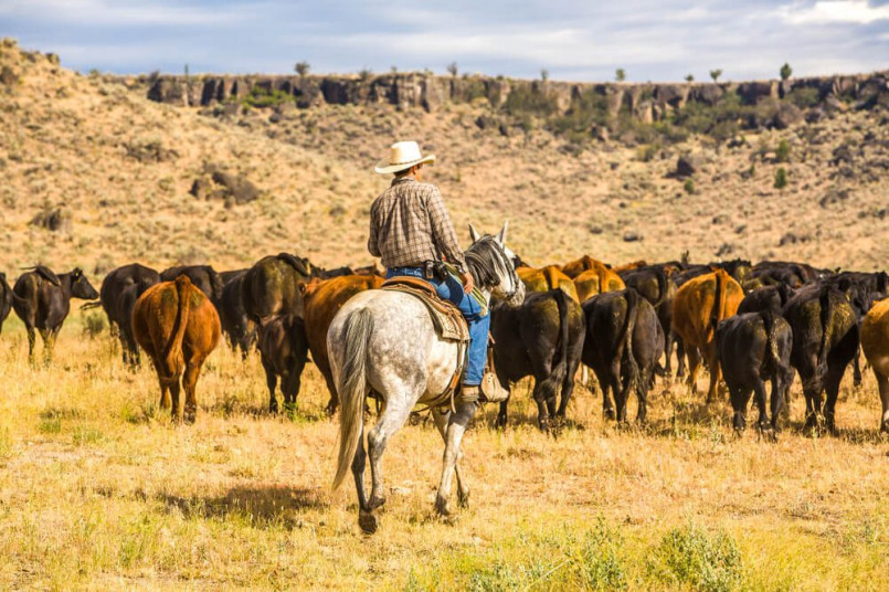 Cattle drive Wyoming dude ranch cowboys Cowboys and guests participating in a cattle drive at a Wyoming dude ranch with mountains in background