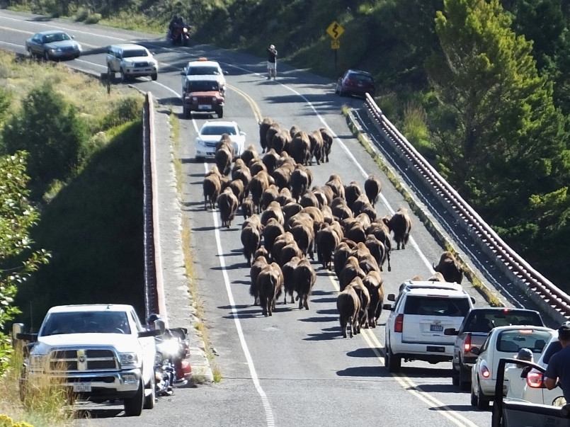 Long line of cars in traffic on a national park road during peak summer season