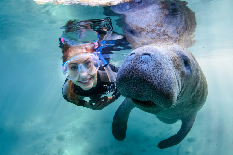 Crystal river florida manatee West Indian manatee swimming in the clear blue waters of Crystal River, Florida