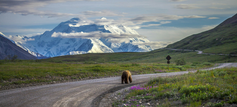 Denali National Park conservation efforts Park rangers monitoring wildlife with Denali mountain range in background