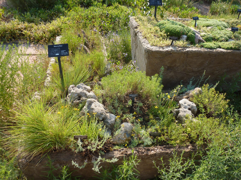 Alpine plants growing among rocks with mountain peaks visible