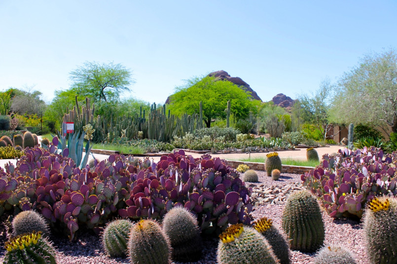 Saguaro cacti and desert plants with red rock formations in background