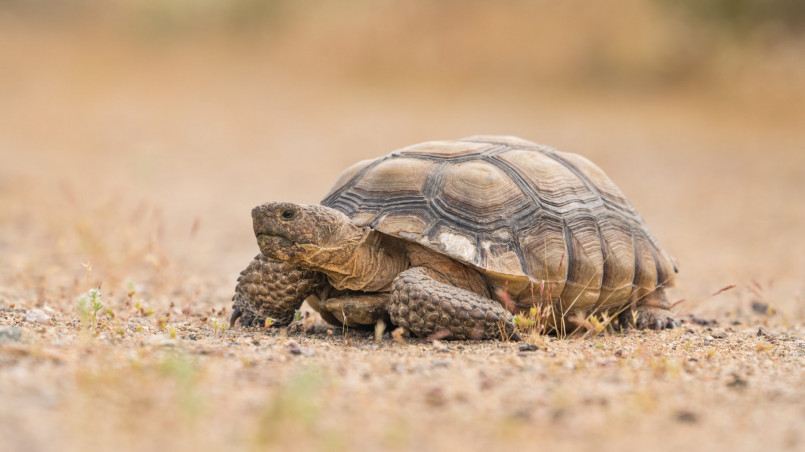 Desert tortoise being monitored by conservation researchers