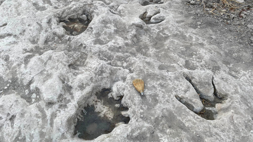 Large sauropod footprints visible in limestone riverbed