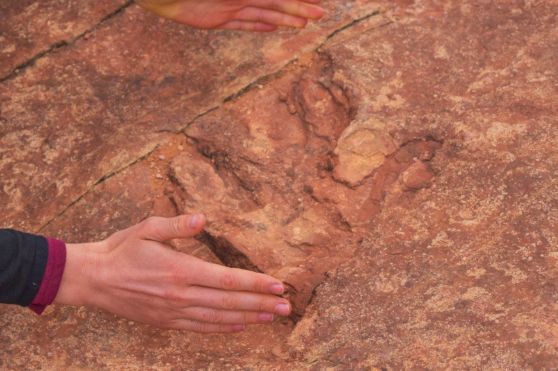 Three-toed dinosaur footprints in red sandstone