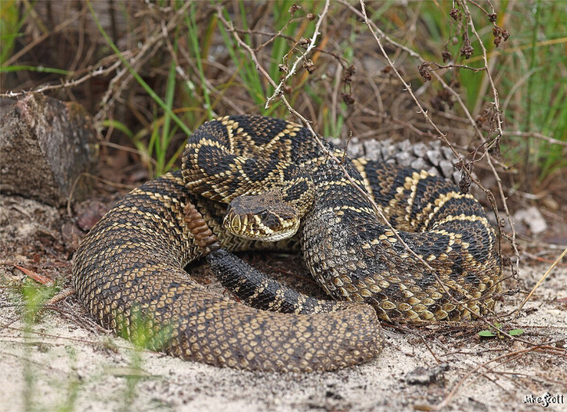 Eastern diamondback rattlesnake in coiled position with rattle visible