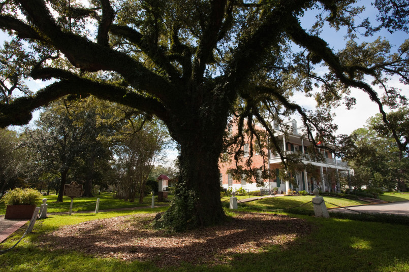 Historic Evangeline Oak tree with Spanish moss near Bayou Teche