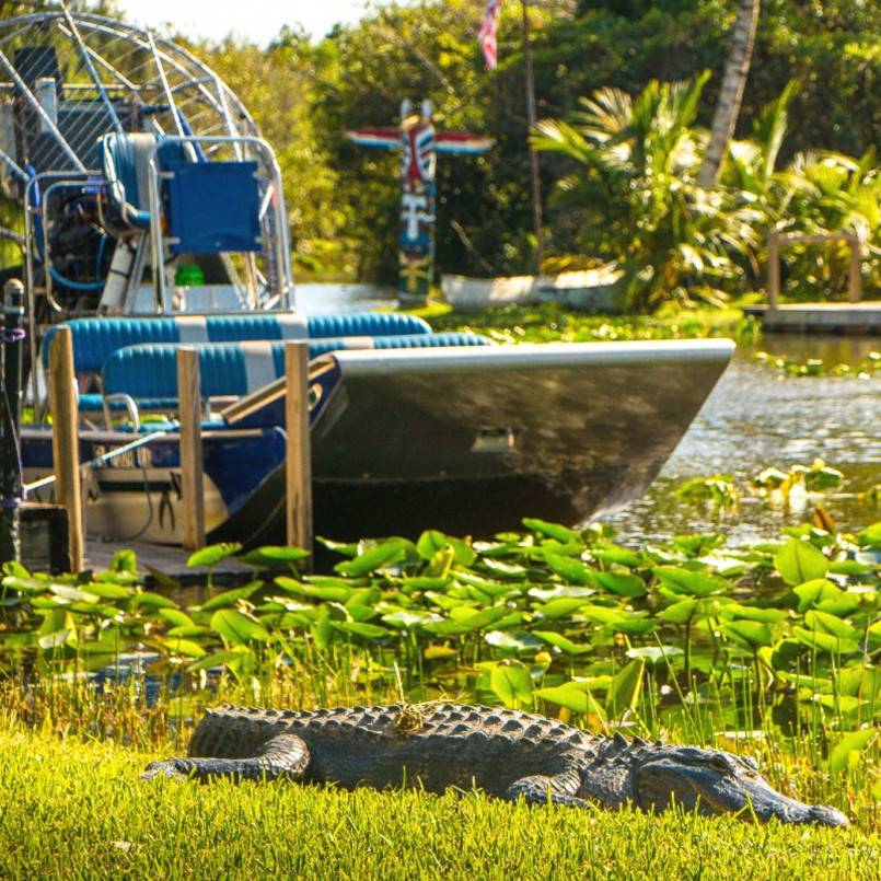 Airboat touring through sawgrass marsh in the Everglades with an alligator visible in the water