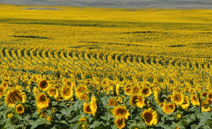 Expansive sunflower fields stretching across North Dakota prairie landscape