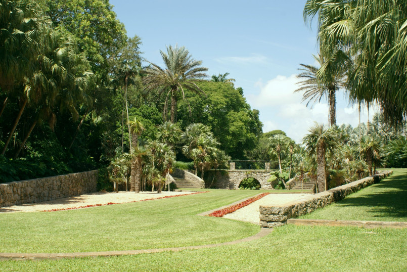 Tall palm trees lining pathway with tropical foliage
