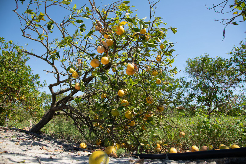 Florida orange groves sunshine Florida orange grove with fruit trees under bright sunshine