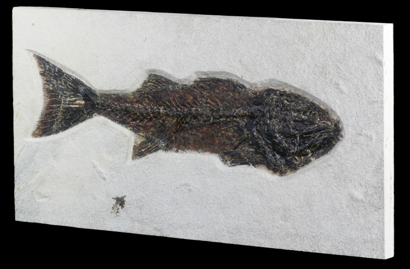 Detailed fossil fish preserved in layered shale