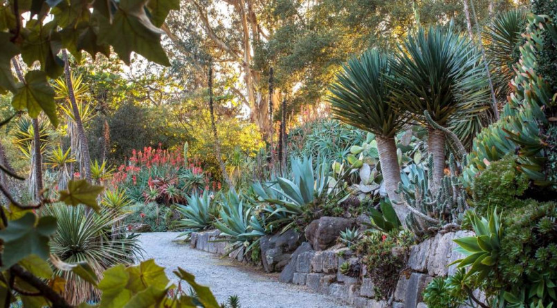 Garden pathway through diverse plantings with trees and flowering plants