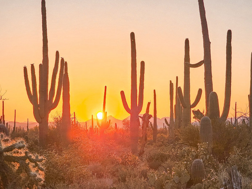 Giant saguaro cacti silhouetted against a colorful Sonoran Desert sunset
