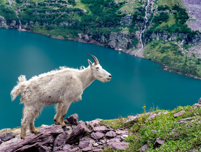 Glacier national park mountain goats Mountain goats on rocky ledge with Glacier National Park vista in background