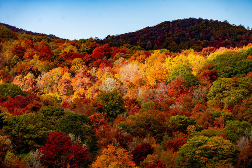 Panoramic view of the Great Smoky Mountains covered in vibrant autumn foliage with characteristic blue haze visible in the distance