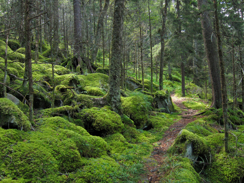 Great Smoky Mountains National Park forested trail Hikers on misty forest trail in Great Smoky Mountains National Park