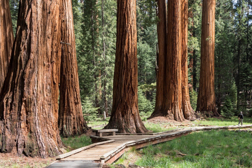 Hikers dwarfed by massive sequoia trees on trail in Sequoia National Park
